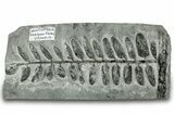 Carboniferous Fossil Fern (Odontopteris) - France #301382-1